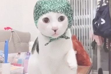 猫咪偷东西当场被抓，举着爪爪不知所措，眼神游移不敢看铲屎官