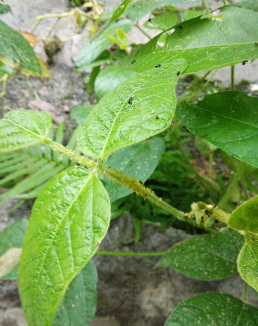 警惕大豆蚜虫来袭,科学蚜虫防治方法助你保产增收