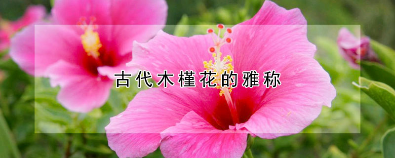 古代木槿花的雅称