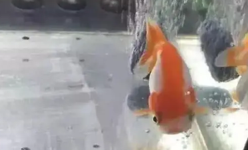金鱼生病带去做手术，最后一问治疗费用，顿时肠子都悔青了！