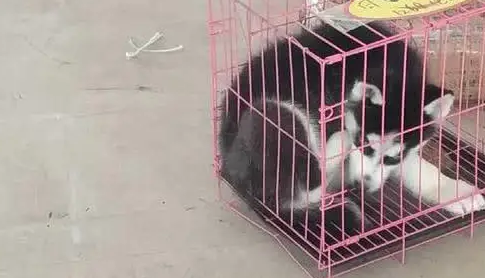 花两千元网购“纯种”哈士奇，结果一看到狗就嚷嚷要退货？