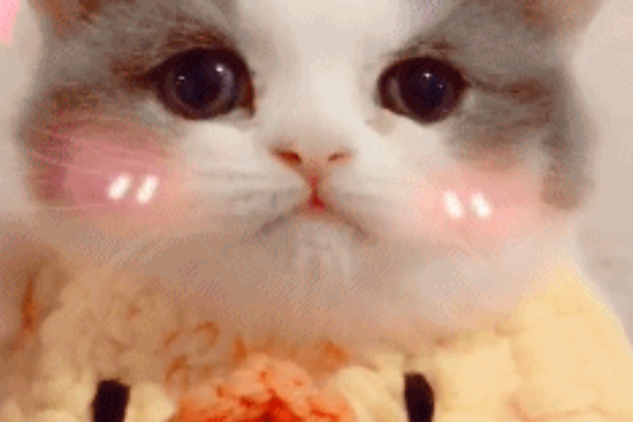 小奶猫佩戴了一个口水兜，简直萌到不像话，网友：请问可以偷猫吗