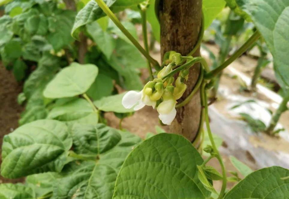 芸豆开花前管理要点：施肥与浇水并重