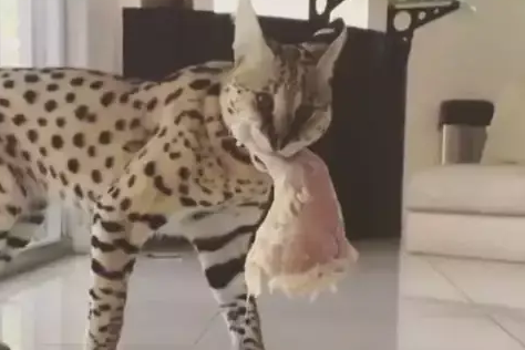 猫咪偷肉被铲屎官发现后，猫：你有本事就过来拿呀！
