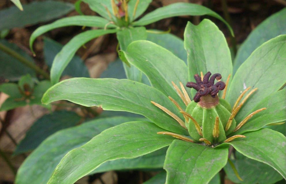 七叶一枝花是什么植物，哪些地方可以种植？