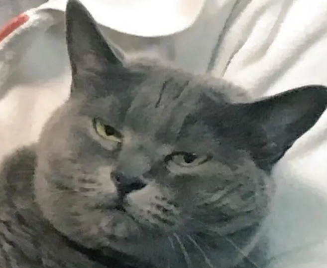 岁月是猪饲料？网友晒自己收养的流浪猫，可爱小猫长成“大叔”