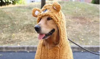 宠物服装