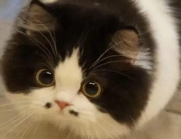 猫咪嘴边有两颗“痣”，网友看了直呼：好想给自家猫也点两个