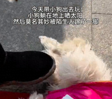 狗狗晒太阳时被人踢了一脚，回来路上都小心翼翼
