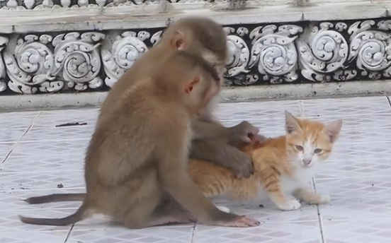 “猴子虐猫”事件暴露出园方对动物保护的蔑视