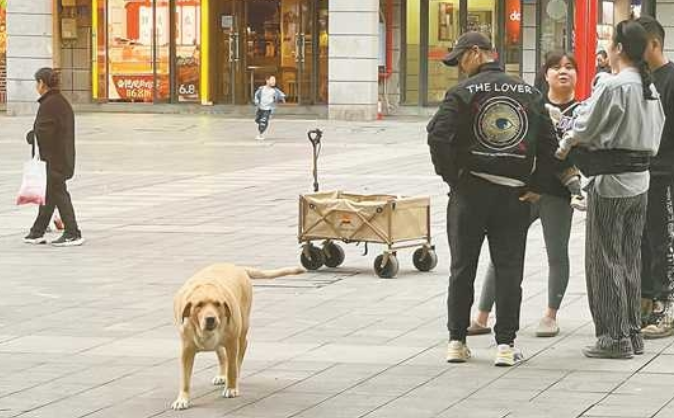 “这里还有人遛大型犬不牵绳”