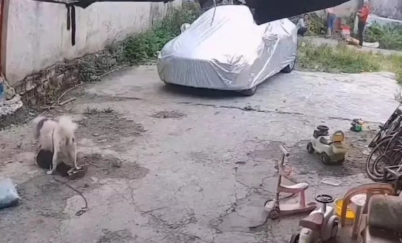 广西一女孩被狗子扑咬，撕心裂肺大喊求助，附近仨大人行为被议论