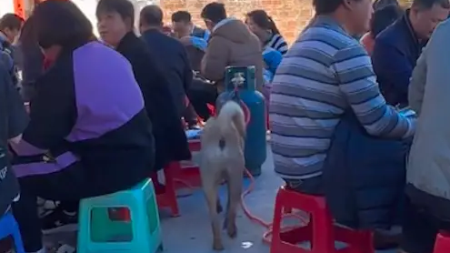 狗狗趁主人不注意，偷偷跑村里吃大席！为了吃，真是什么也不顾了