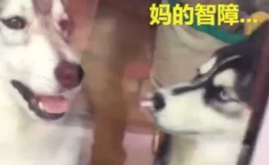哈士奇犯二被同伴看见，于是为了缓解尴尬，给了同伴一脚