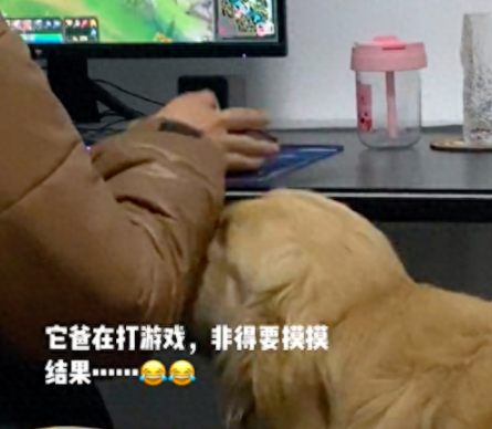 狗想让打游戏的主人摸它，结果被粗暴揉了头
