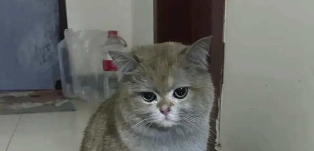  四川最牛猫咪诞生，自己开电磁炉把家给点了！