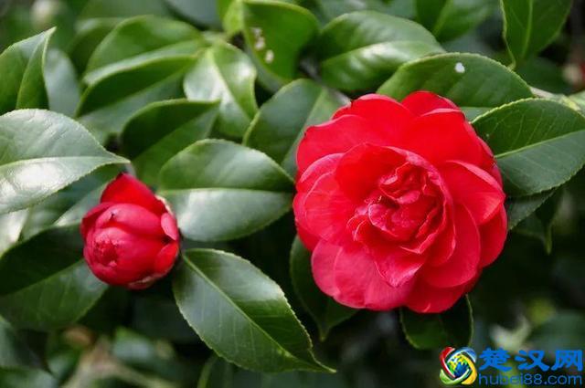 有长寿的哮喘病人吗_哮喘能长寿吗_长寿病人哮喘有后遗症吗