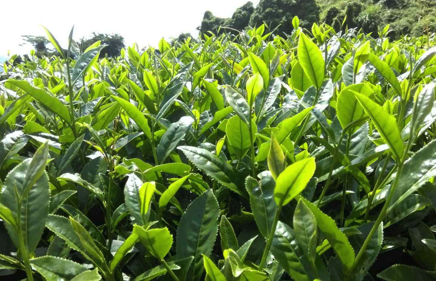 乌龙茶茶树种植对土壤和海拔有什么要求？