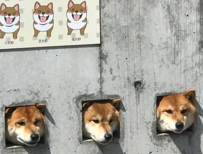 主人特地在墙上开三个洞，让柴犬卡在里面！“卡洞三柴”横空出世