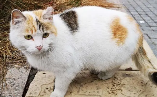 北京动物园暂缓清理流浪猫，建45个猫窝助其过冬