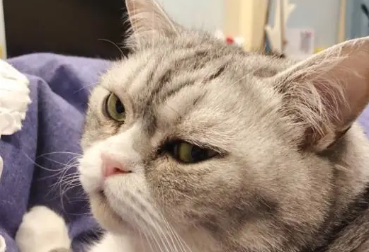 猫咪睡得正香，主人一巴掌下去，猫咪的表情亮了：谁给你的胆子？