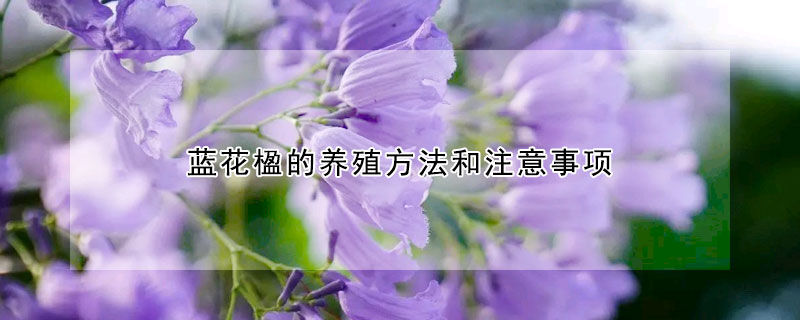 蓝花楹的养殖方法和注意事项