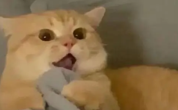 猫：你拉我干啥，放手，女主人：你起来！这是我老公！