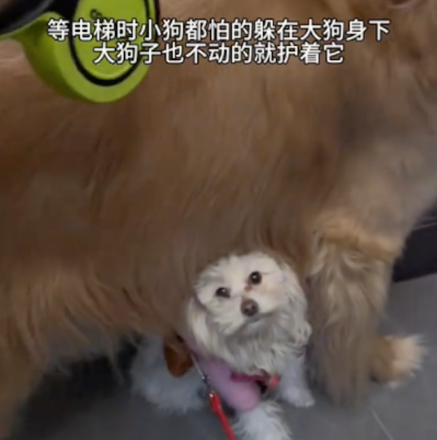 狗狗晒太阳时被人踢了一脚，回来路上都小心翼翼