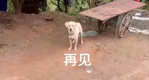狗妈咬死了5只小狗，最后一只被好心人500元买下，不愿它再受苦