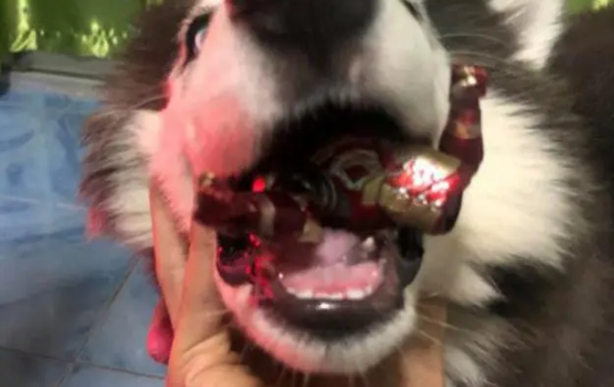拆家也算罢，碎了主子心中英雄梦难以饶恕