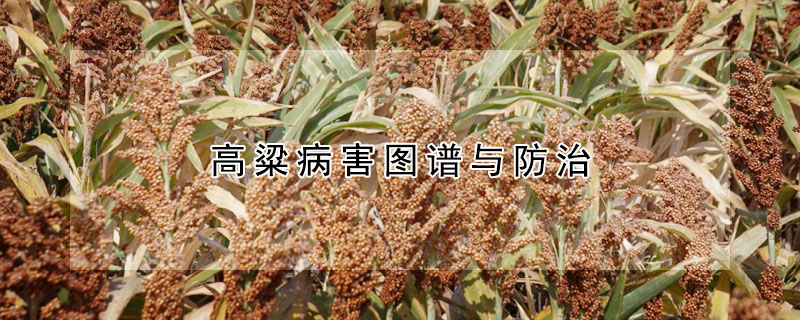 高粱病害图谱与防治