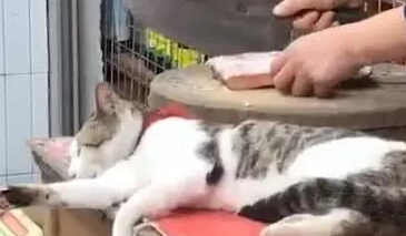 主人挥刀剁肉，猫咪淡定躺砧板旁睡觉，网友：不怕主人手滑？