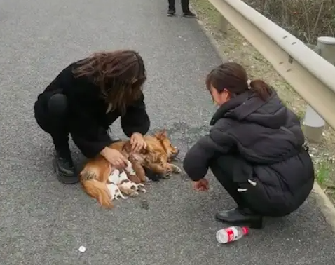 过完年带狗回去遇上堵车，它竟半路上生崽了