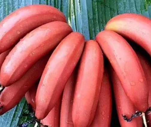 蔬菜能水果胃病吃吗_那些蔬菜水果对胃好_胃病能吃什么水果蔬菜