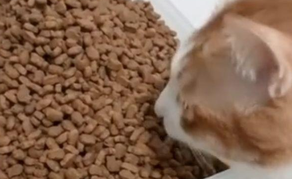 这只橘猫一次吃“一桶”粮，网友：难怪橘猫会长那么胖！