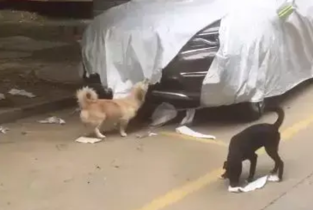 狗狗在路边拆车，被发现后还对着镜头微笑，网友：姜葱蒜已备好