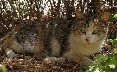 流浪猫很排斥陌生人，女孩却轻松带它回家