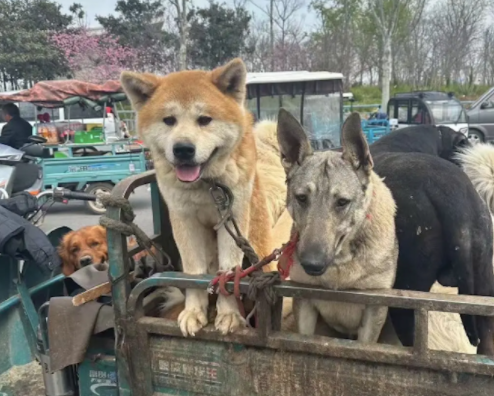 狗市中车拉的全是品种犬，萨摩耶金毛等等，来历不明却都成为肉狗