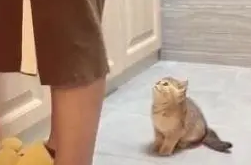 小奶猫朝主人喵喵叫，主人无动于衷，只好主动出击：我自己也能行