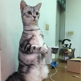 主人忘记收猫碗，再回来时看到猫咪排排坐：罐头拿来！