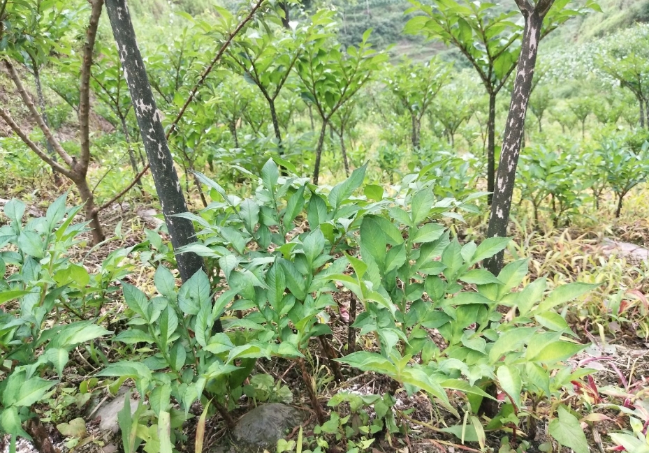 魔芋种子怎么育种几天发芽？掌握种植技巧见证高效育种奇迹。