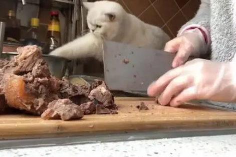 这只猫咪大概是最胆大的小偷了，主人还拿着菜刀，就敢伸爪偷吃