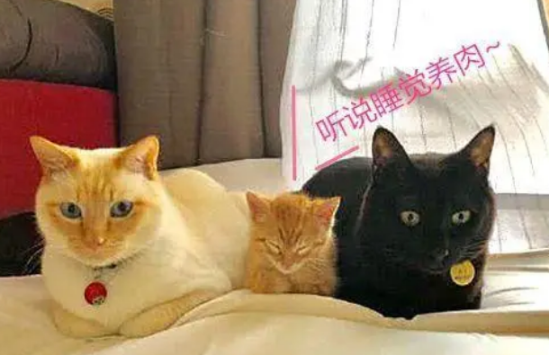 三只猫拍合照，中间的小猫被“排挤”，猫：等我长大你们会后悔