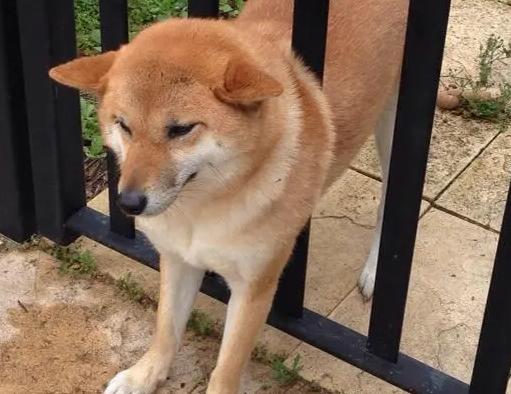 主人特地在墙上开三个洞，让柴犬卡在里面！“卡洞三柴”横空出世