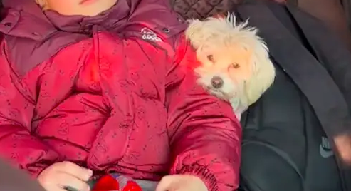狗狗晒太阳时被人踢了一脚，回来路上都小心翼翼，留下心理阴影了