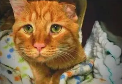 男子去收容所领养猫，被一只忧郁的猫吸引视线，了解情况后收编