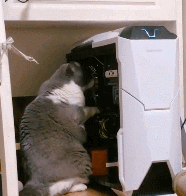 猫咪对着主机一阵捣腾，主人：我这主机咋修啊？猫：包在我身上