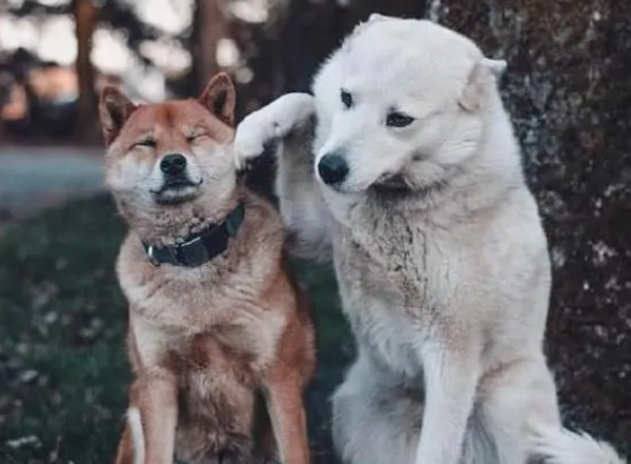 狗子的嫉妒心太强了，趁主人拍照实力抢镜，一爪子扇懵了柴犬！