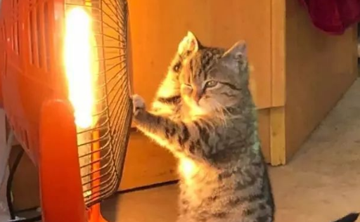 流浪猫扎堆“烤火”，胡须烧弯了，脸也被烤黑