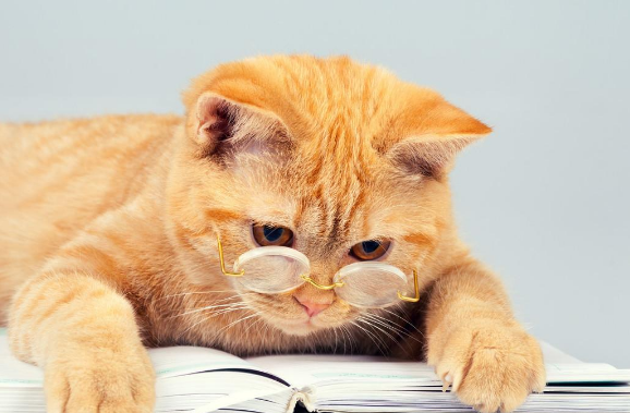 猫和人类相处了1万年，它依然是野生动物，只学会了撒娇卖萌